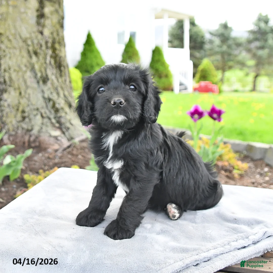 Cavapoo dogs for sale: Maggie - Ad 1