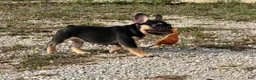 French Bulldog dogs for sale: Flynn  - Ad 8