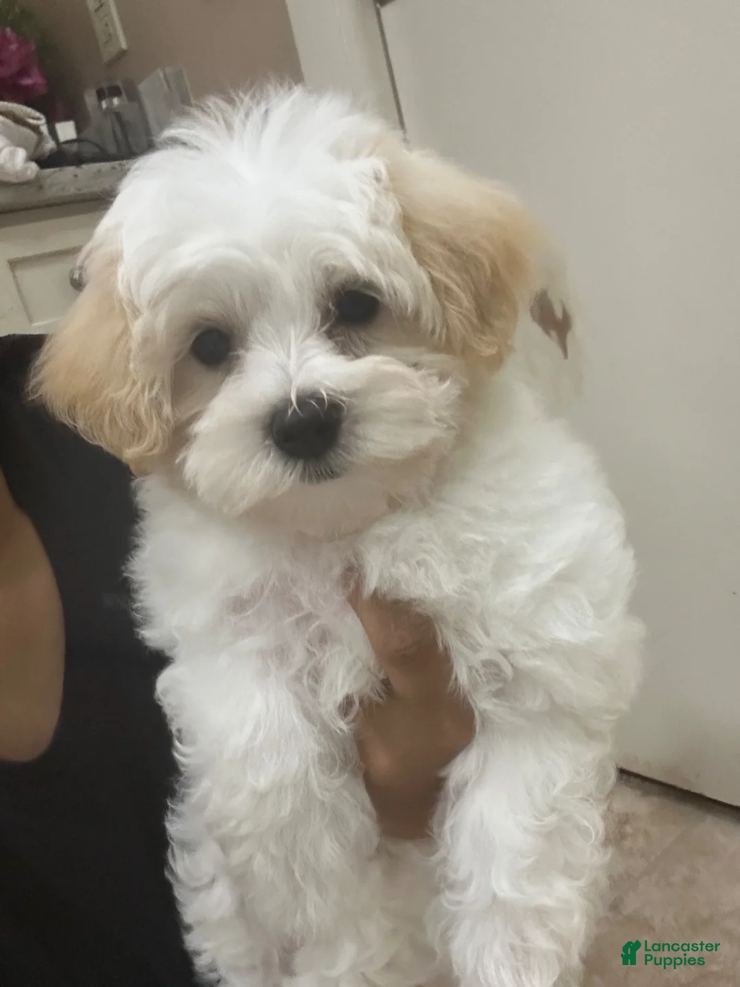 Maltipoo dogs for sale: Maltipoo Puppy 1 - Ad 2