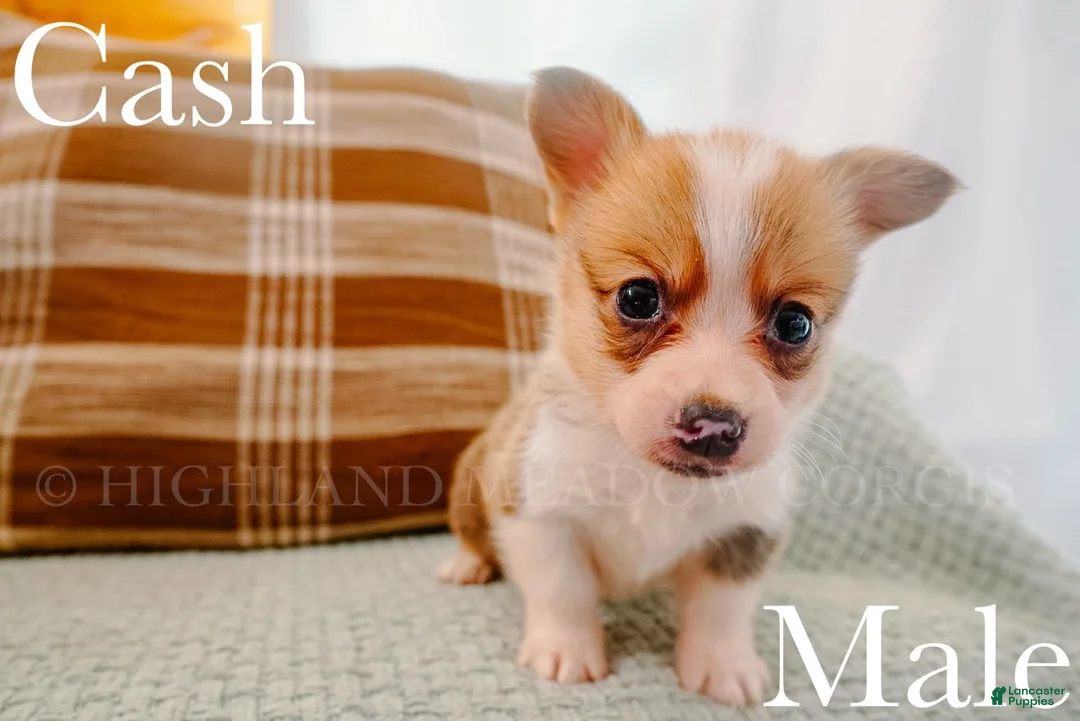 Welsh Corgi Pembroke dogs for sale: Cash - Ad 1