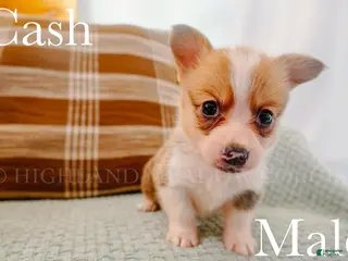 Welsh Corgi Pembroke dogs Cash - Ad 1