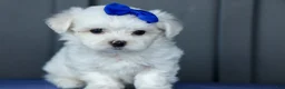 Maltese dogs for sale: OREO - Ad 14
