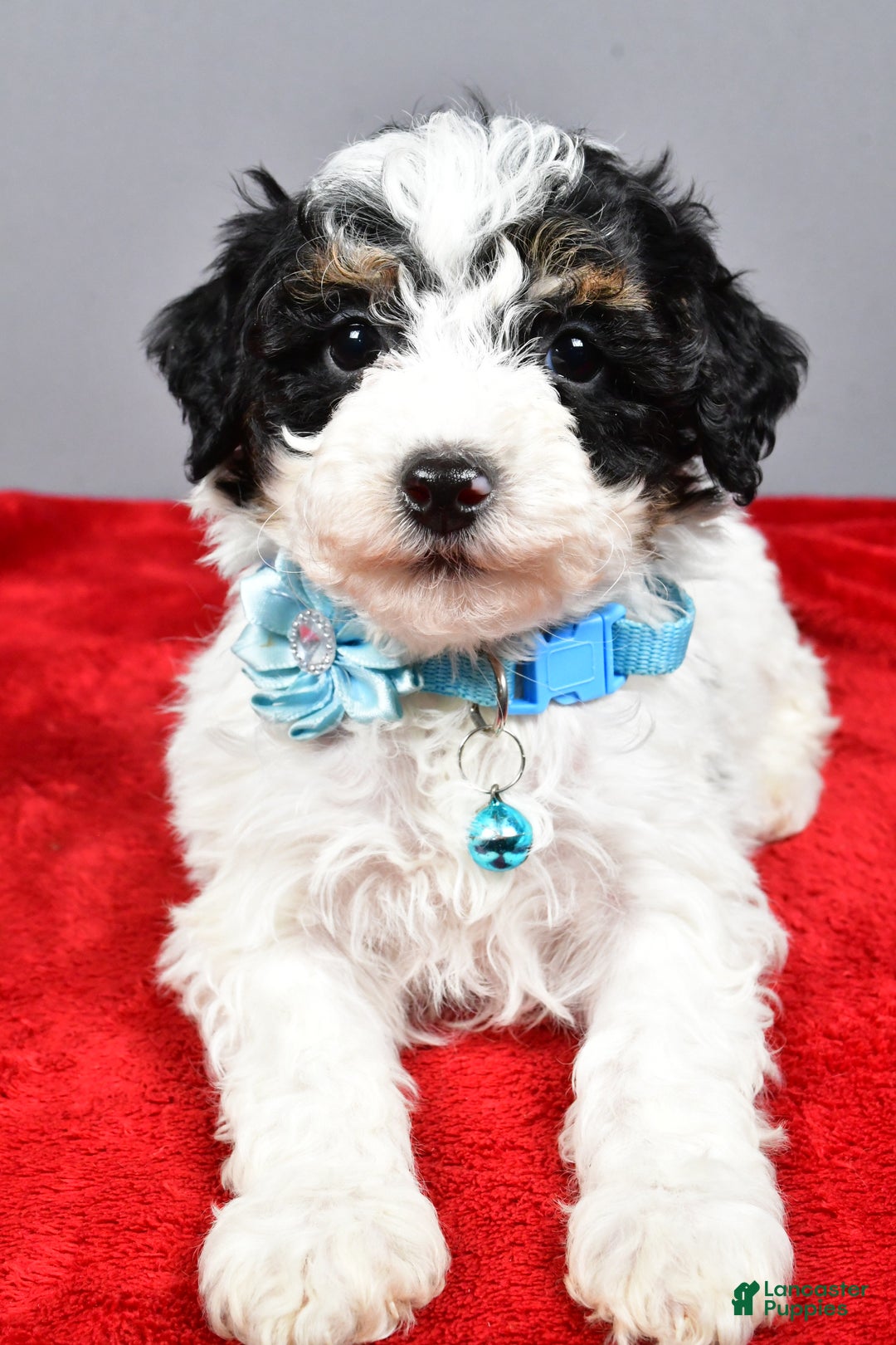 Miniature Poodle dogs for sale: Abby - Ad 4