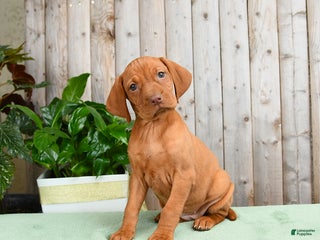 Vizsla dogs - Ad 8