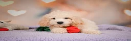 Cavapoo dogs for sale: pete - Ad 3