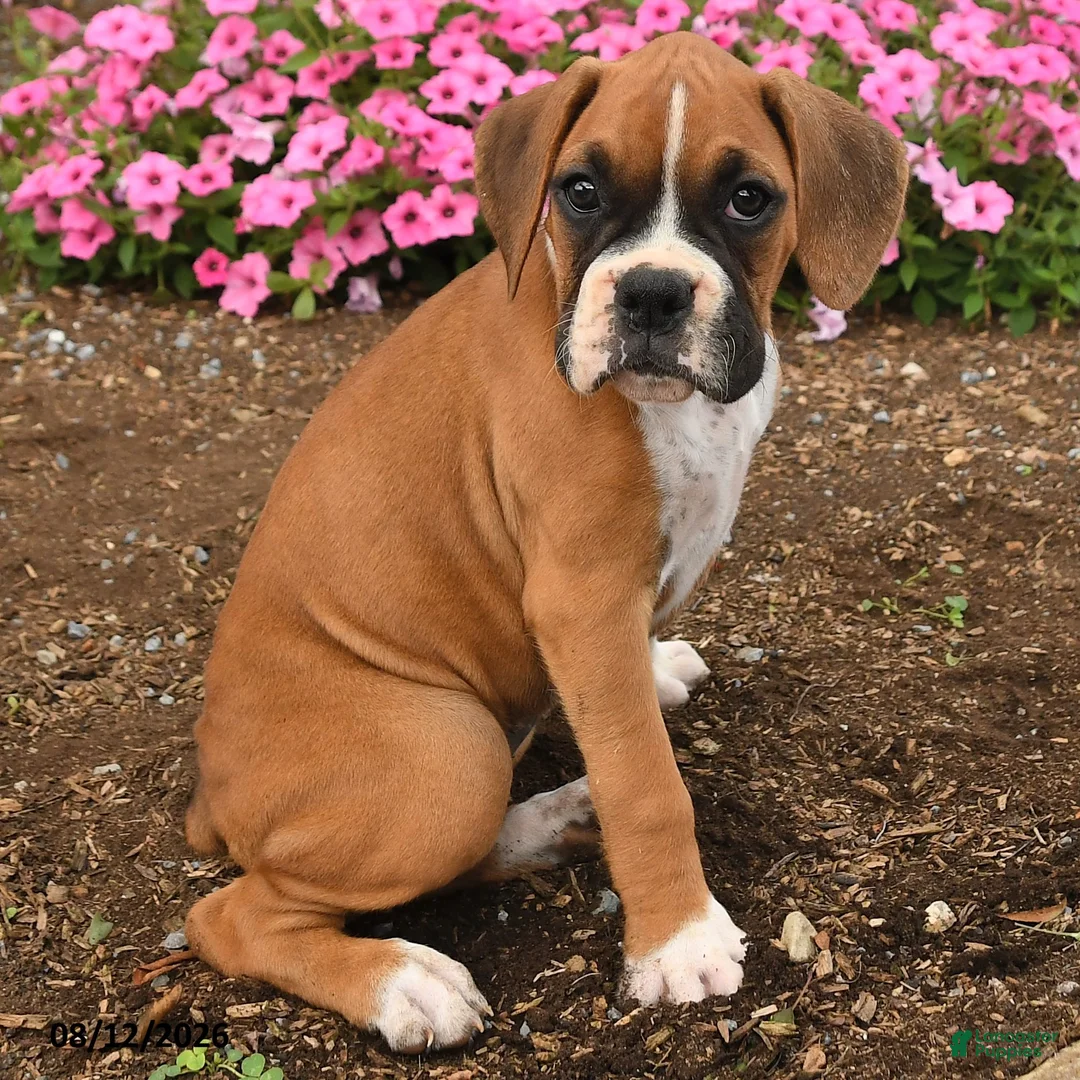 Boxer dogs for sale: Tess - Ad 2
