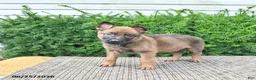 Mixed Breed dogs for sale: Atlas - Ad 2