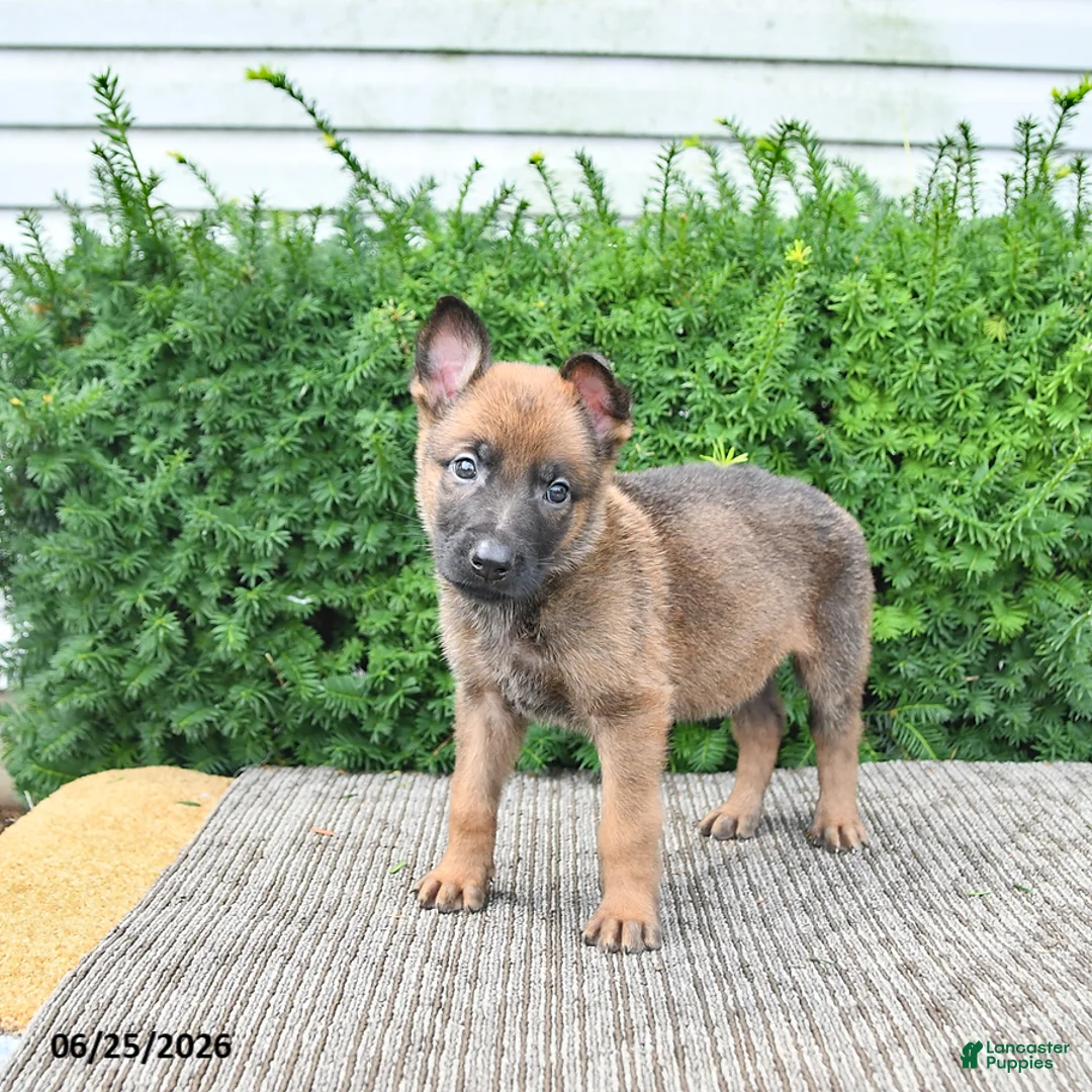 Mixed Breed dogs for sale: Atlas - Ad 2