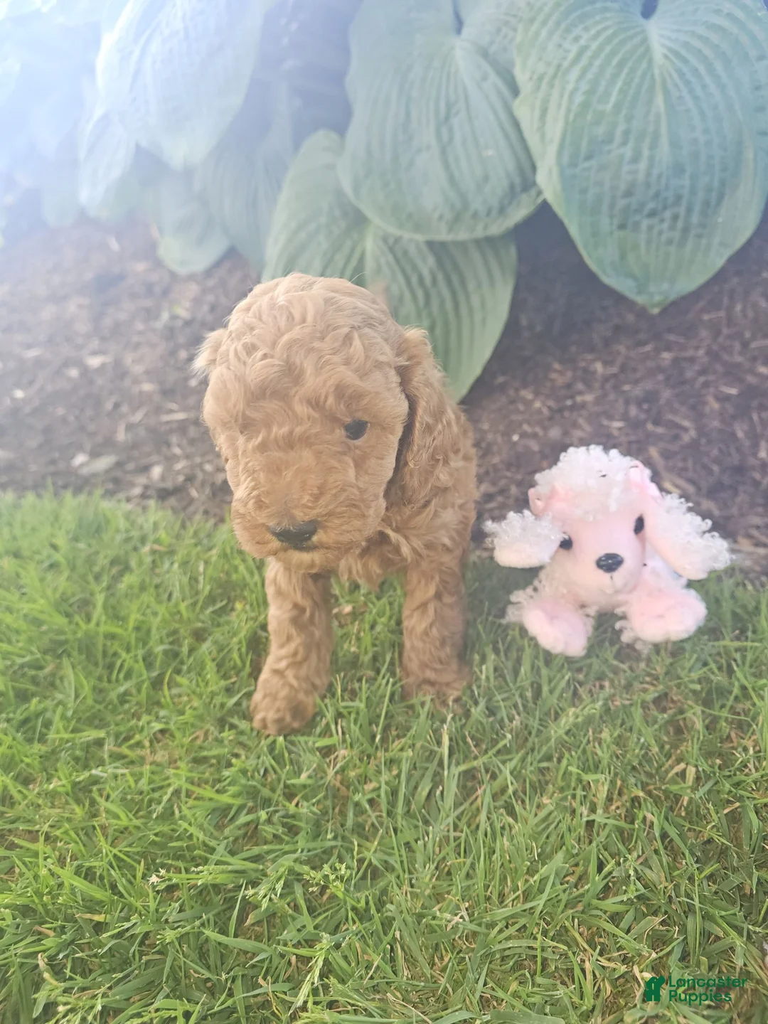 Toy Poodle dogs for sale: 🐶🐾Sophie- AKC POTTY and Crate TRAINING - Ad 2