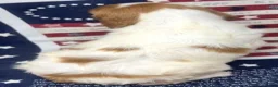 Brittany Spaniel dogs for sale: Hawkete Holly Girl 1 - Ad 19