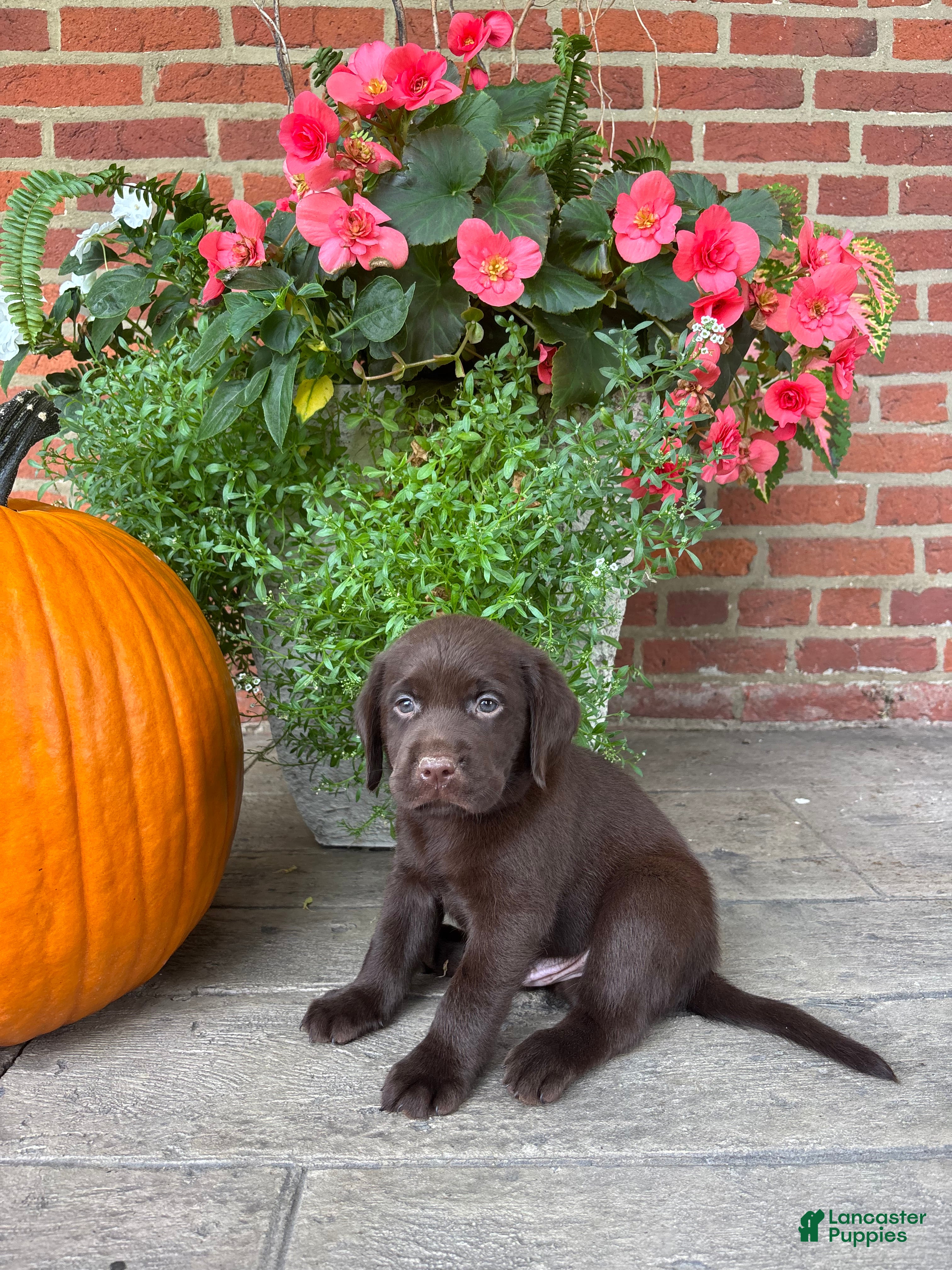 Labrador Retriever dogs Milo - Ad 34