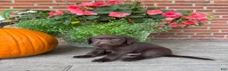 Labrador Retriever dogs for sale: Milo - Ad 1