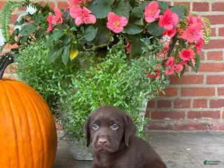Labrador Retriever dogs Milo - Ad 42