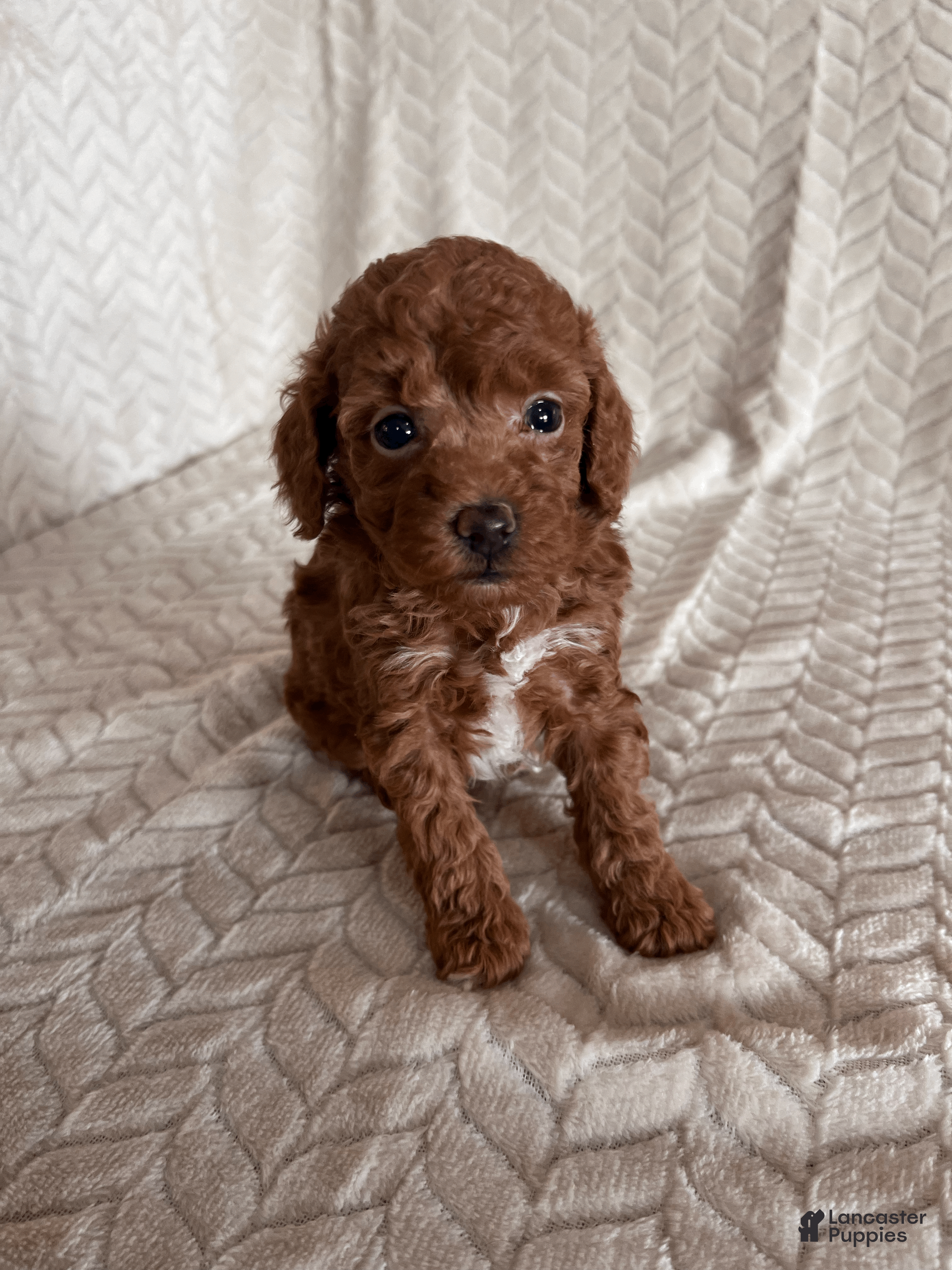 Toy Poodle dogs Allie - Ad 32