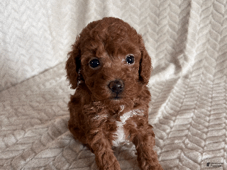 Toy Poodle dogs Allie - Ad 32