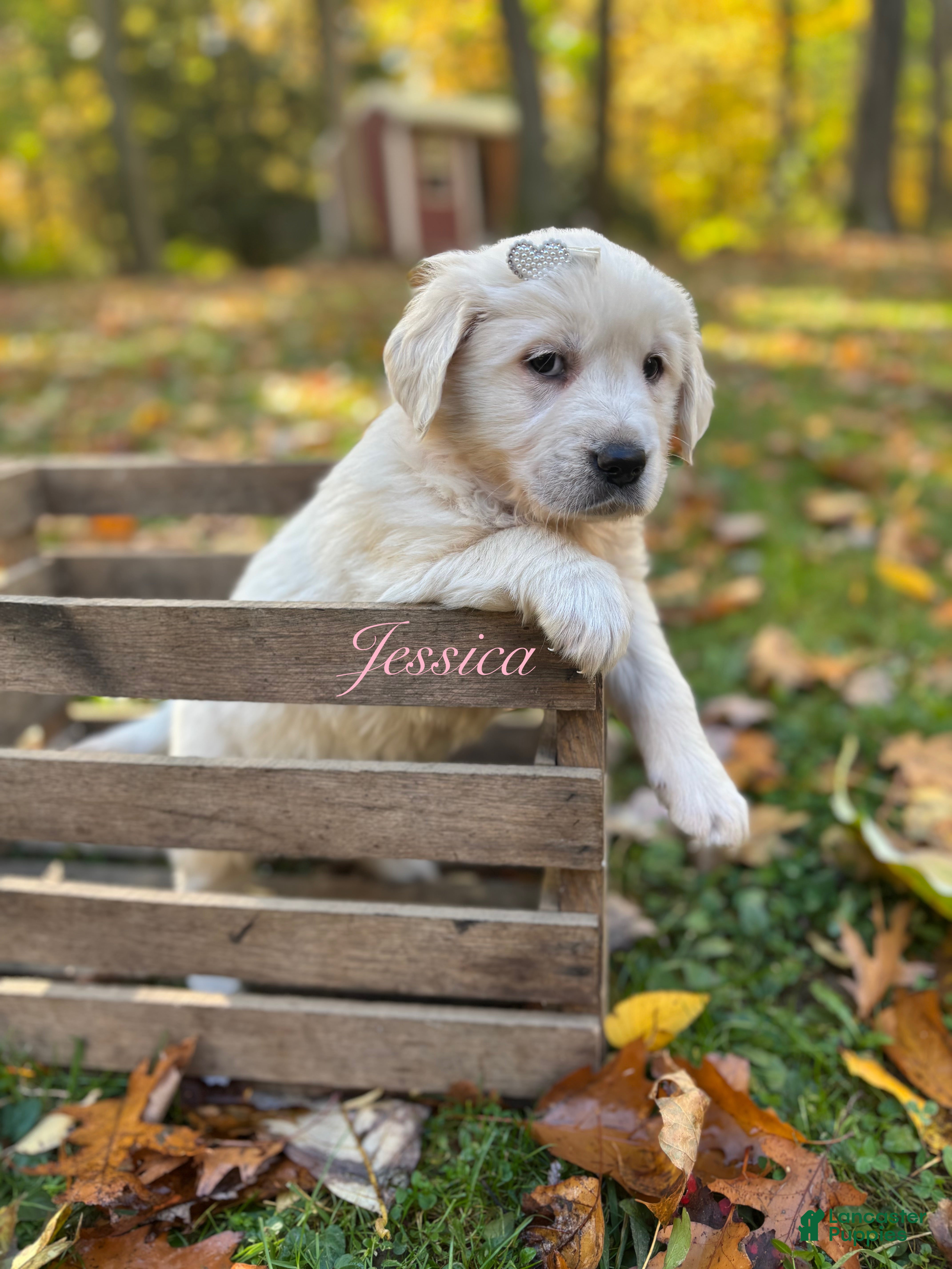 Golden Retriever dogs Jessica  - Ad 25