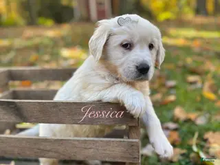 Golden Retriever dogs Jessica - Ad 25