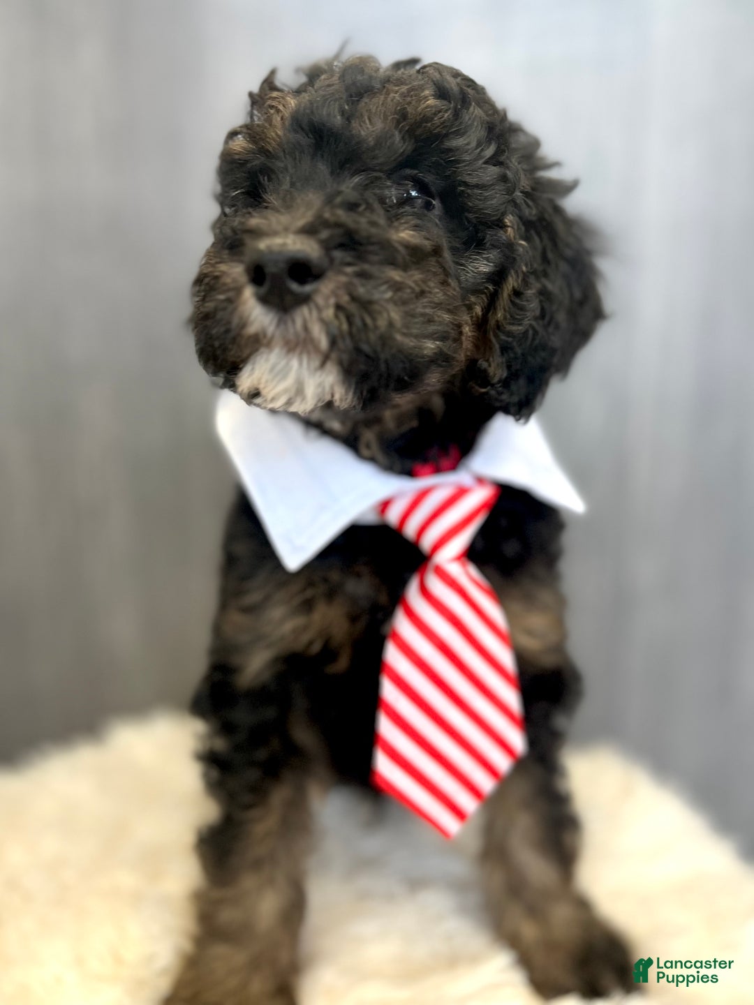 Goldendoodle dogs for sale: Mac - Ad 1