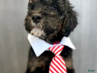 Goldendoodle dogs Mac - Ad 6