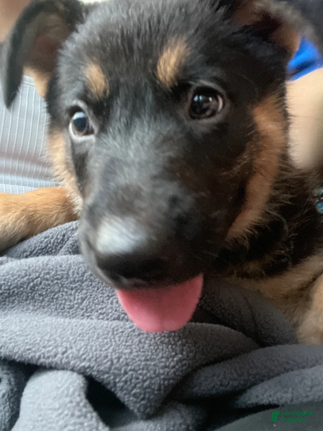 German Shepherd dogs for sale: German Shepherd 1 - Ad 1