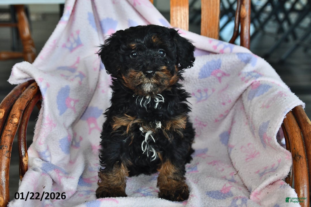 Miniature Poodle dogs for sale: Otis - Ad 1