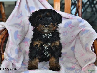 Miniature Poodle dogs for sale: Otis - Ad 3