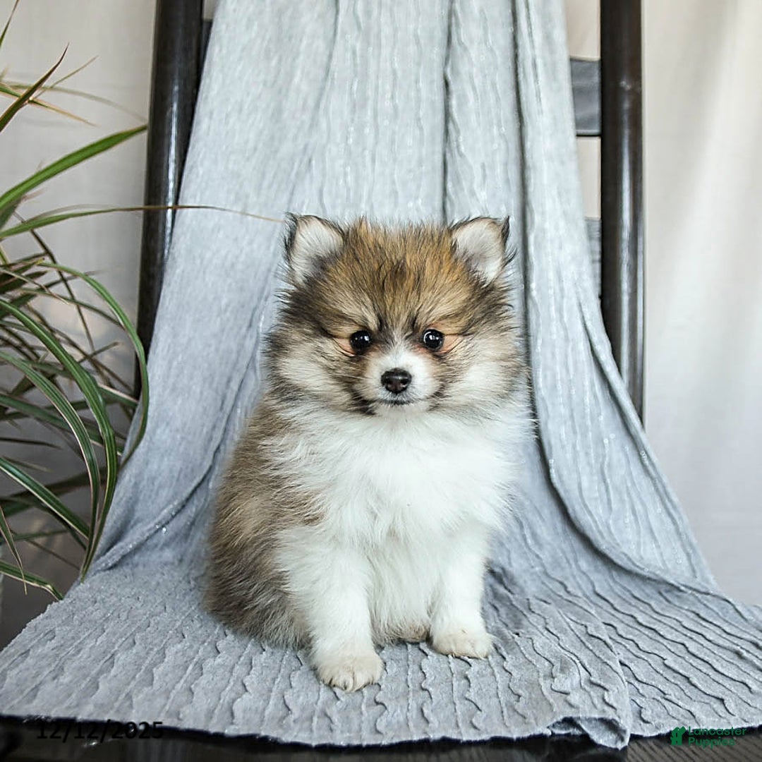 Pomeranian dogs for sale: Felix - Ad 2