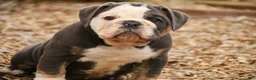 Mixed Breed dogs for sale: Duke Victorian Bulldog - Ad 9
