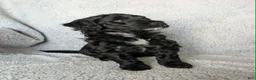 Mixed Breed dogs for sale: Shadow  - Ad 3