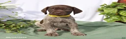 German Shorthaired Pointer dogs for sale: Moose - Ad 4