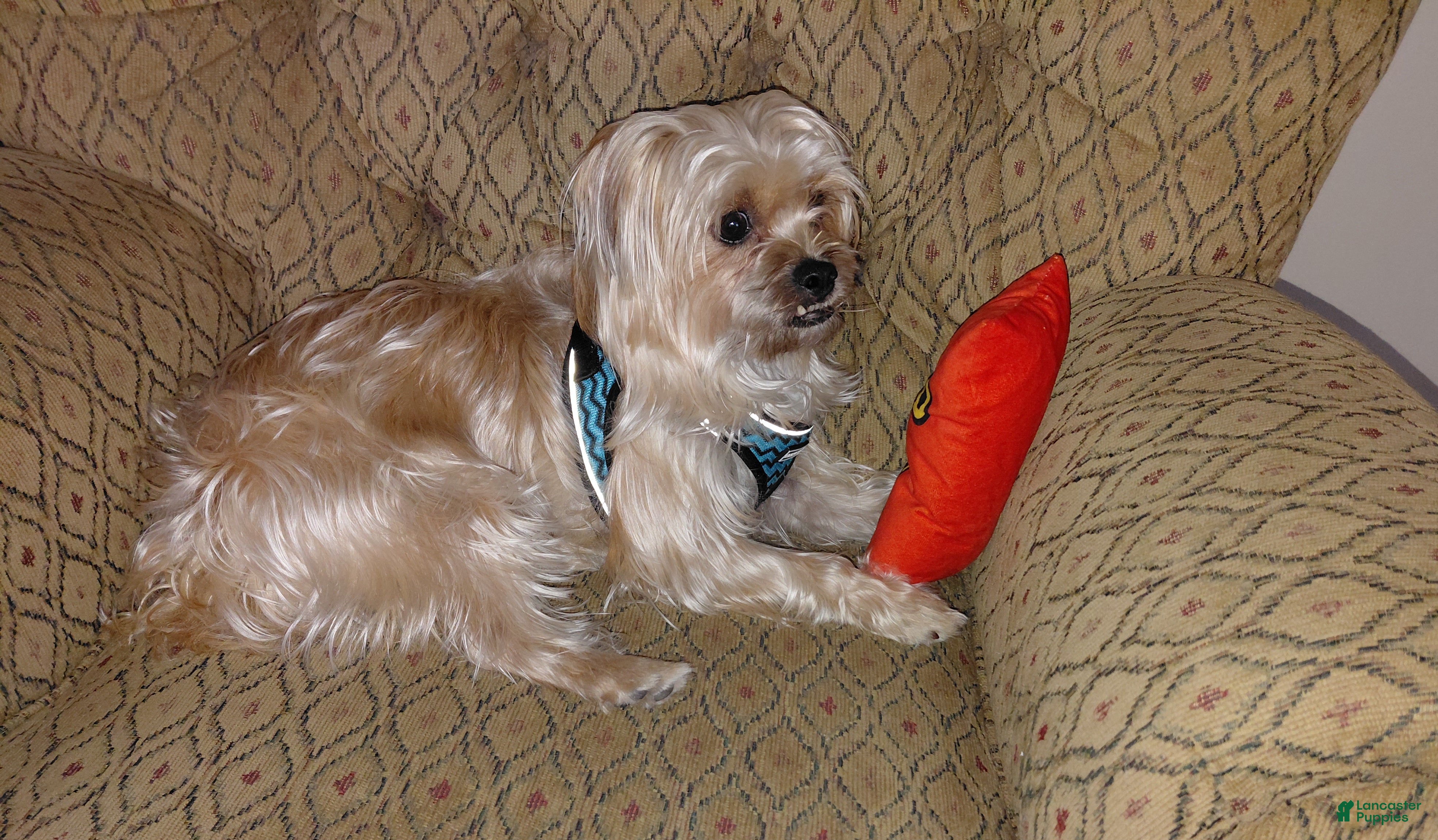 Morkie dogs Morkie 1 - Ad 11