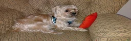 Morkie dogs for sale: Morkie 1 - Ad 1