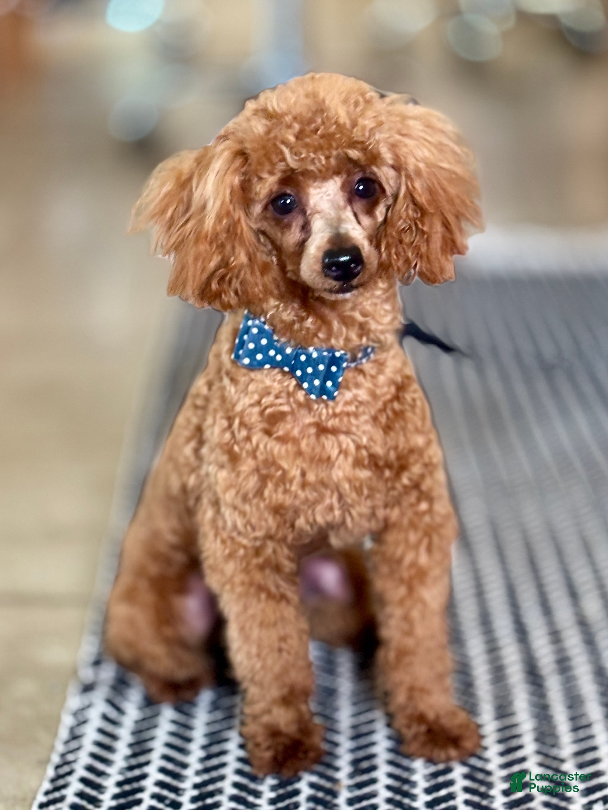 Toy Poodle dogs for sale: Toy Poodle 1 - Ad 4