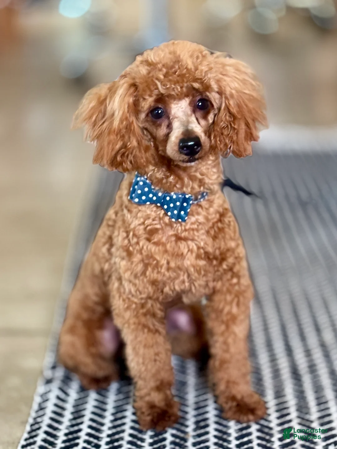 Toy Poodle dogs for sale: Toy Poodle 1 - Ad 1