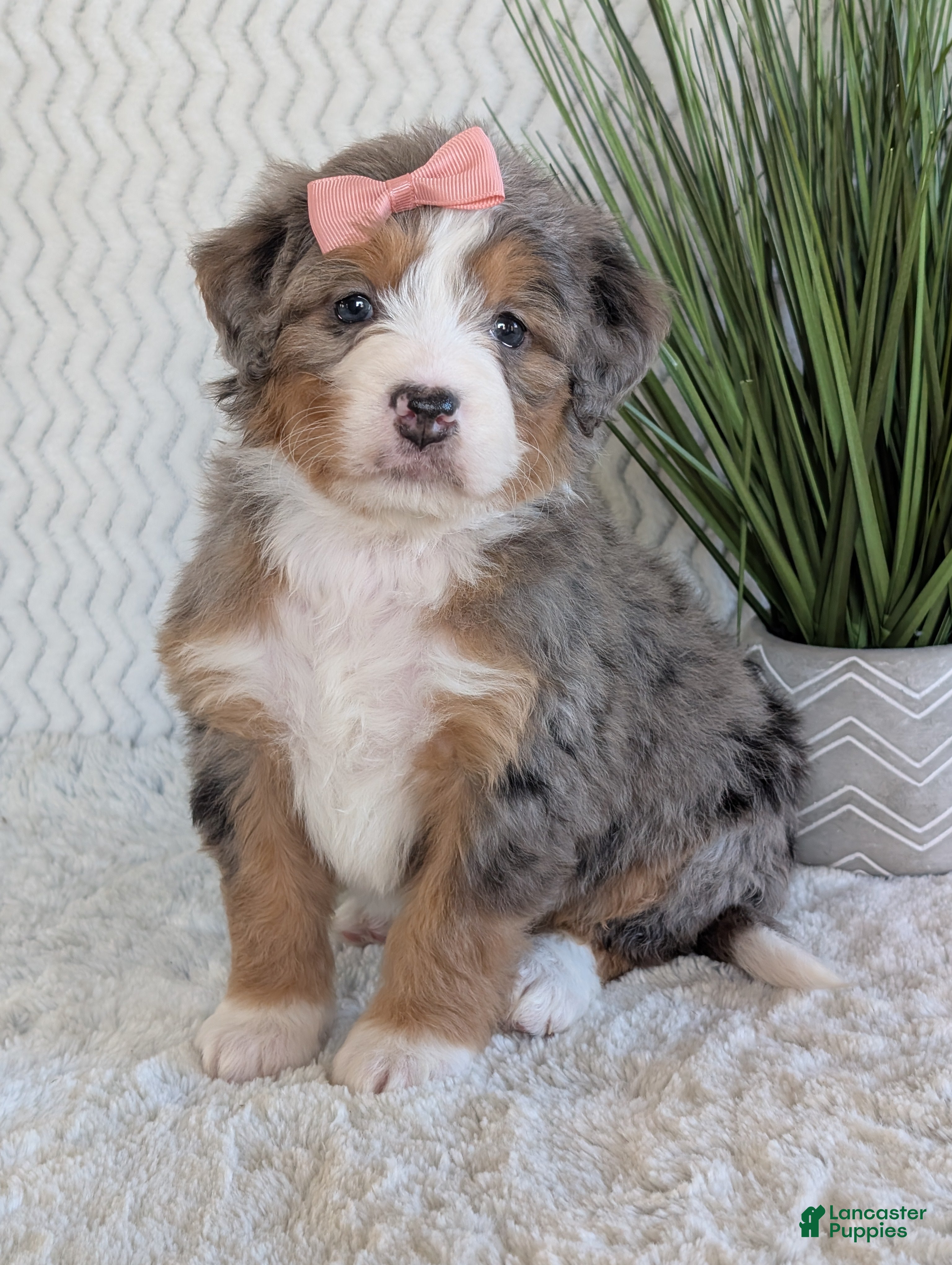 Mini Bernedoodle dogs Mini Indy  - Ad 1