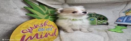 Pomeranian dogs for sale: Ingryd Bergy - Ad 1