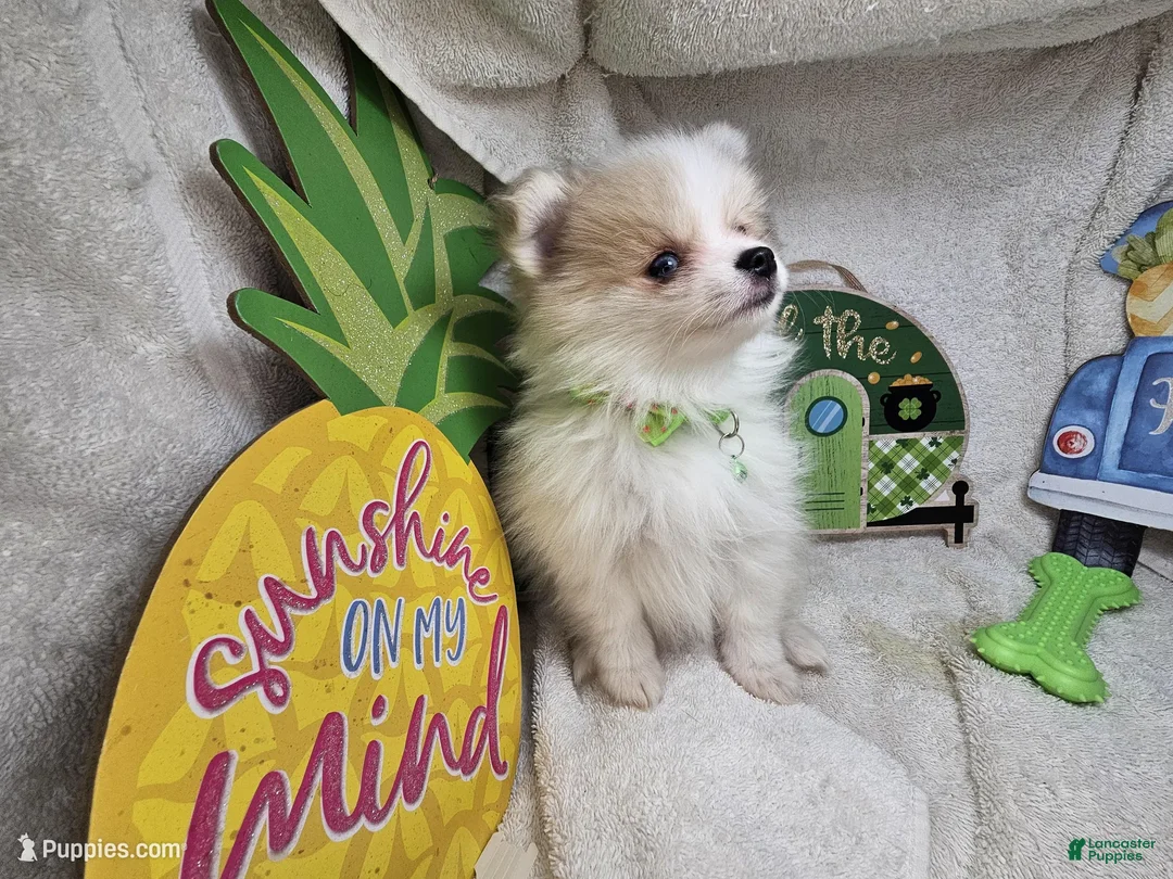 Pomeranian dogs for sale: Ingryd Bergy - Ad 1