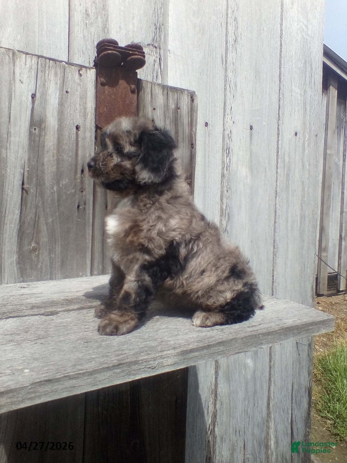 Cockapoo dogs Tammy - Ad 2