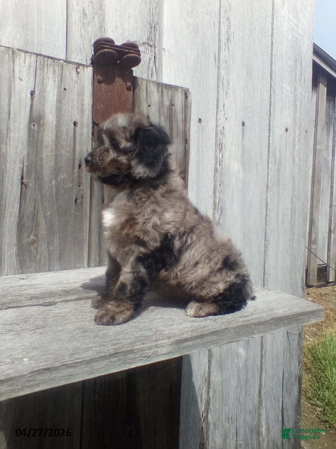 Cockapoo dogs for sale: Tammy - Ad 2