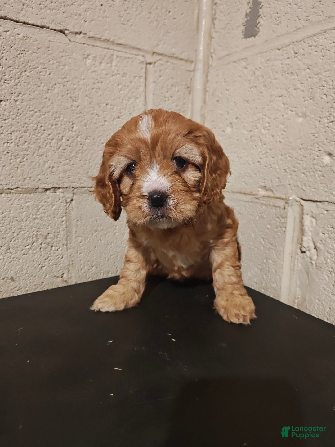 Mixed Breed dogs for sale: Mixed Breed Puppy 1 - Ad 1