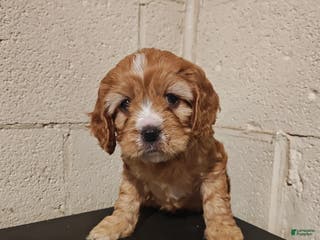 Mixed Breed dogs Mixed Breed Puppy 1 - Ad 31