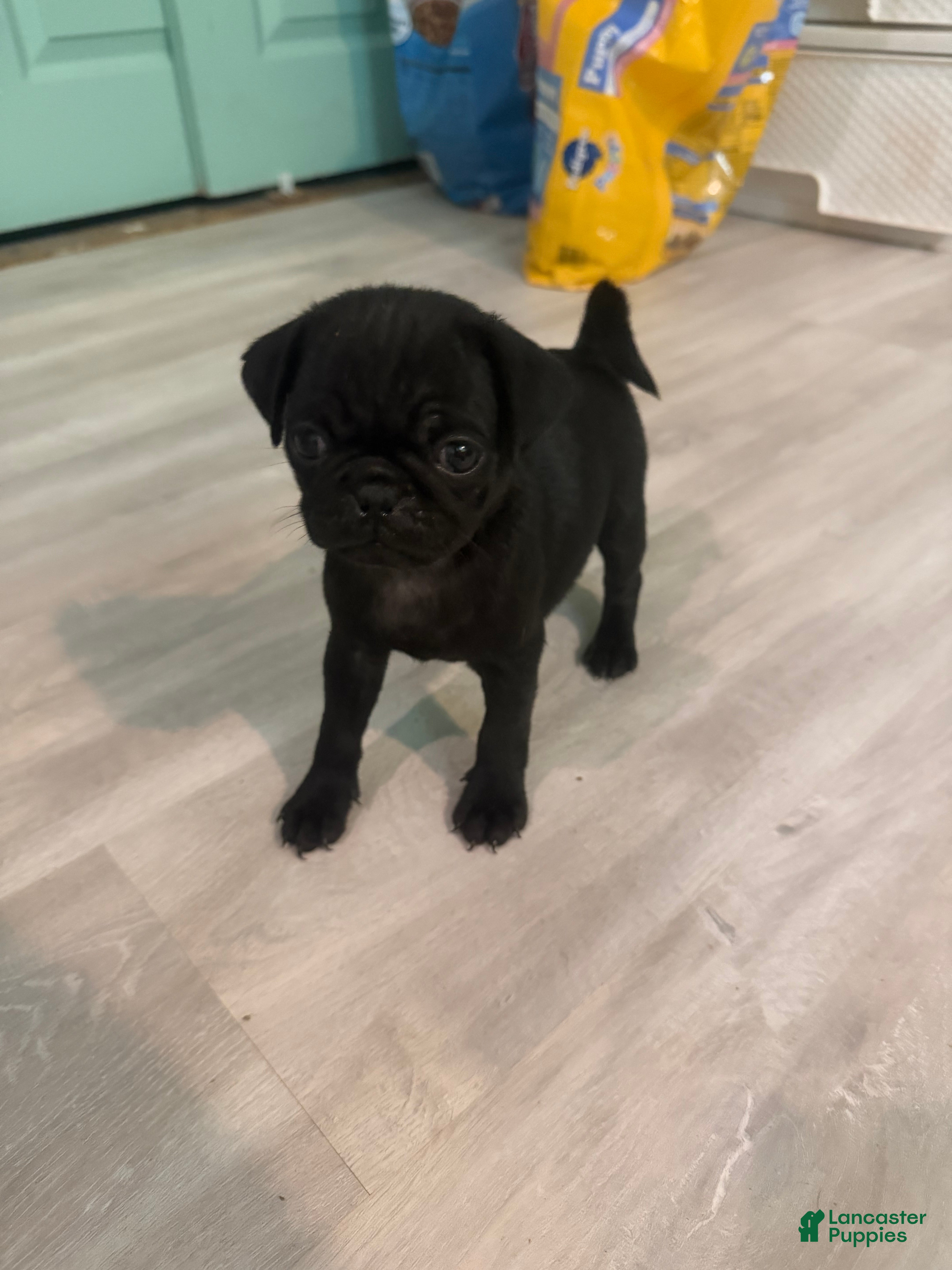 Pug dogs for sale: Pug 2 - Ad 8