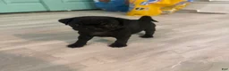 Pug dogs for sale: Pug 2 - Ad 1