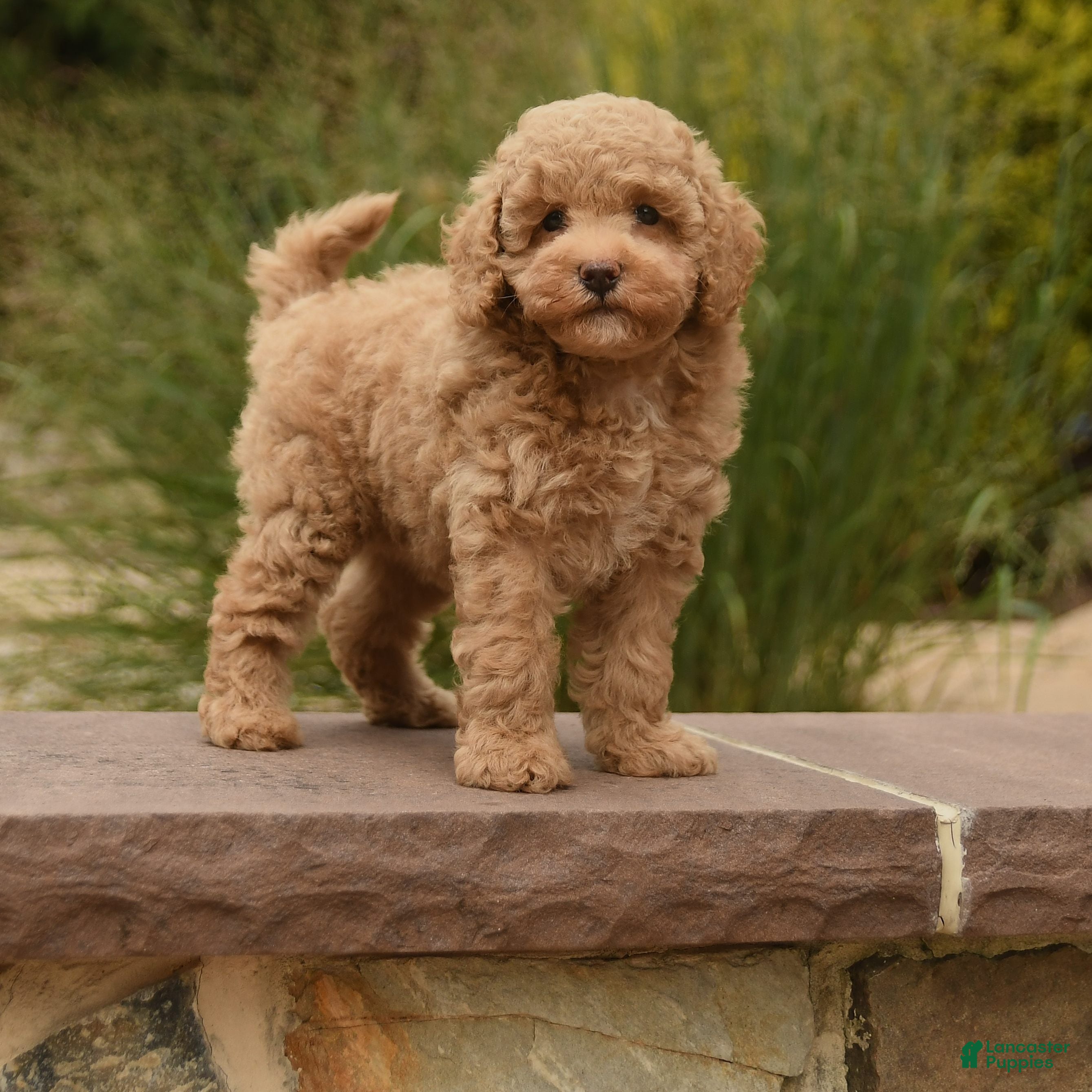 Toy Poodle dogs Nala - Ad 1