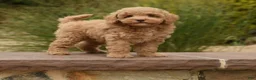 Toy Poodle dogs for sale: Nala - Ad 1