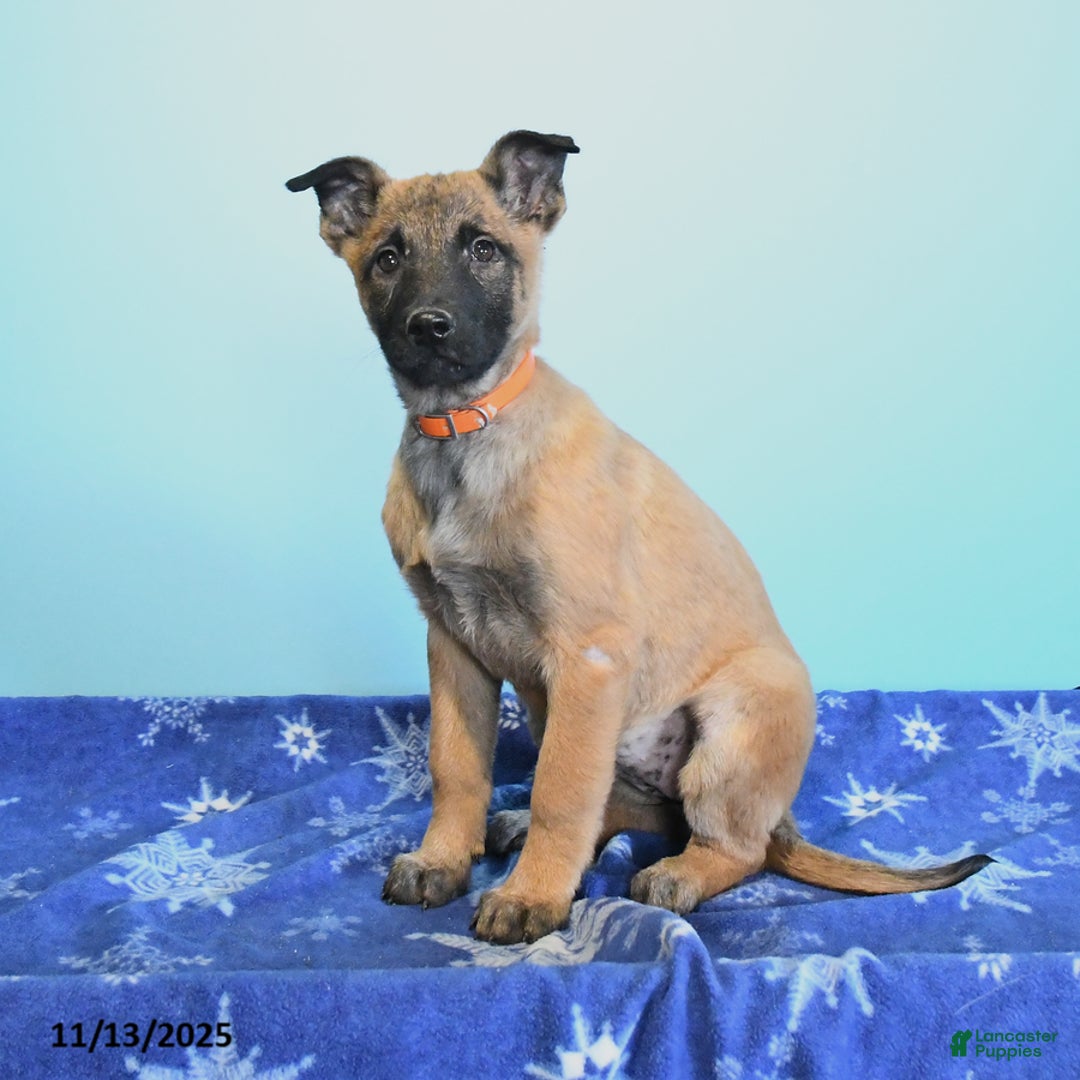 Belgian Malinois dogs for sale: Polly  - Ad 3