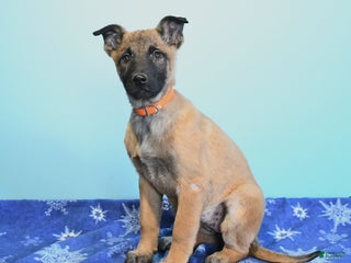 Belgian Malinois dogs Polly - Ad 2