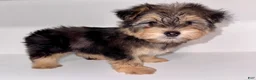 Morkie dogs for sale: Morkie 1 - Ad 9