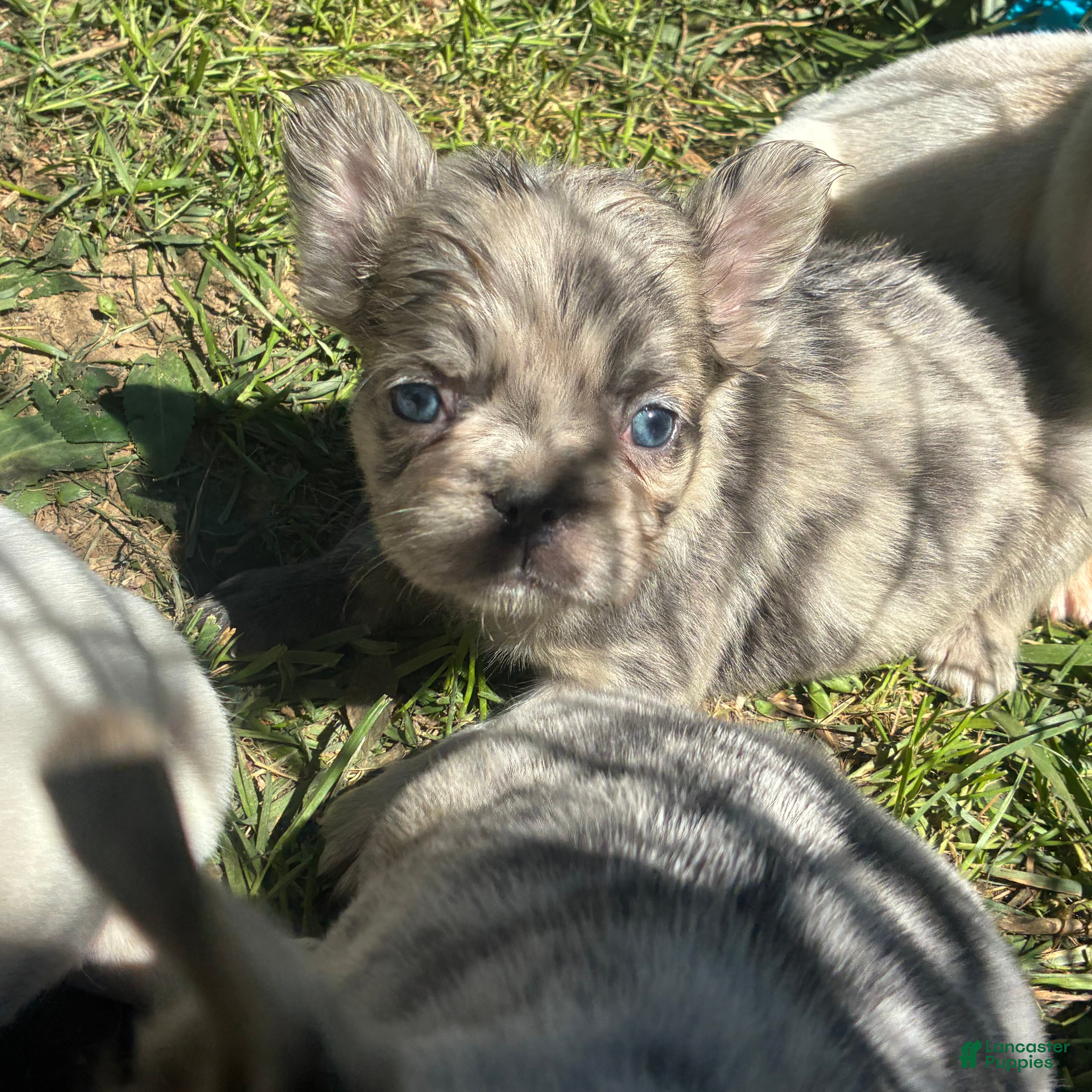 French Bulldog dogs French Bulldog Puppy 4 (fluffy Merle) - Ad 2