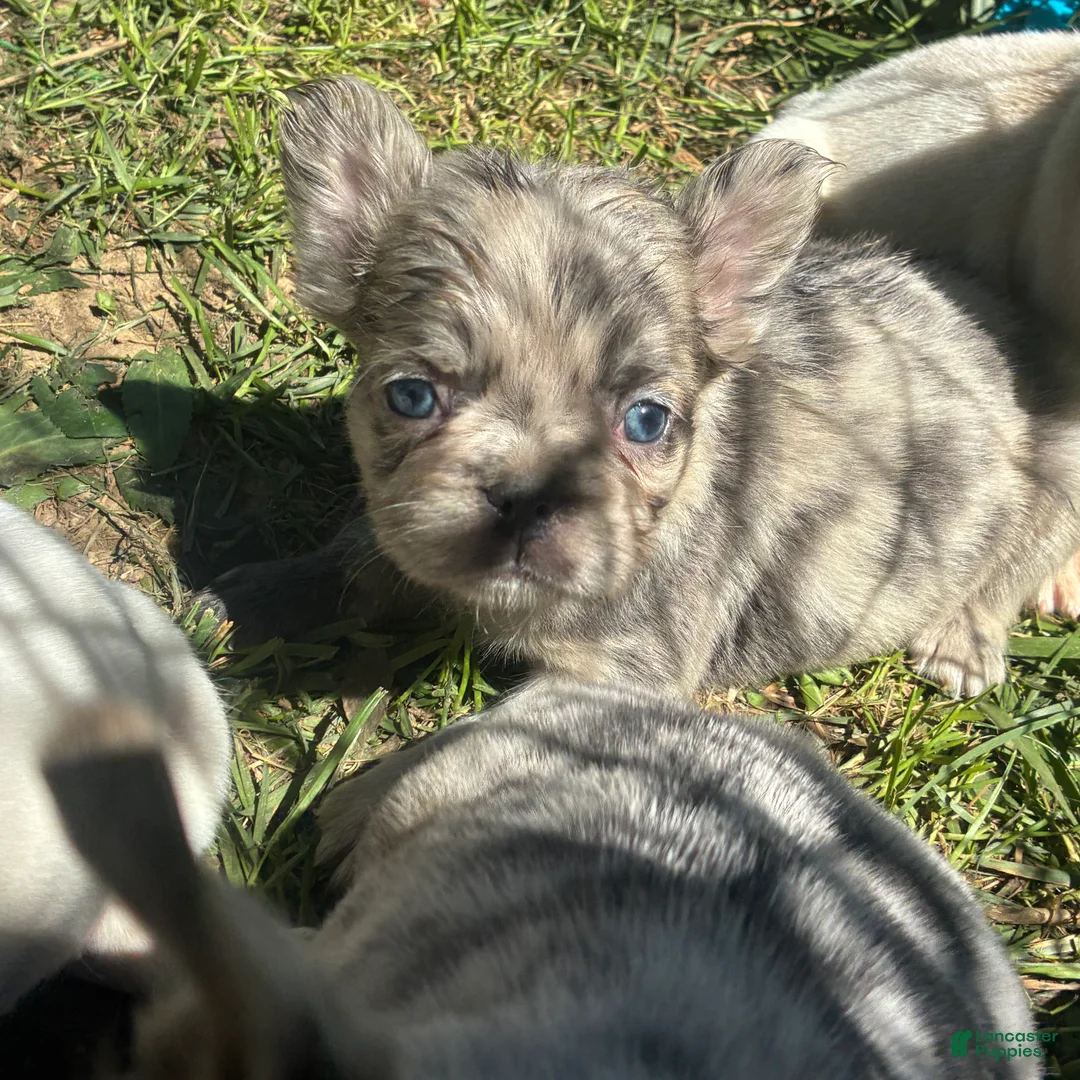 French Bulldog dogs for sale: French Bulldog Puppy 4 (fluffy Merle) - Ad 2